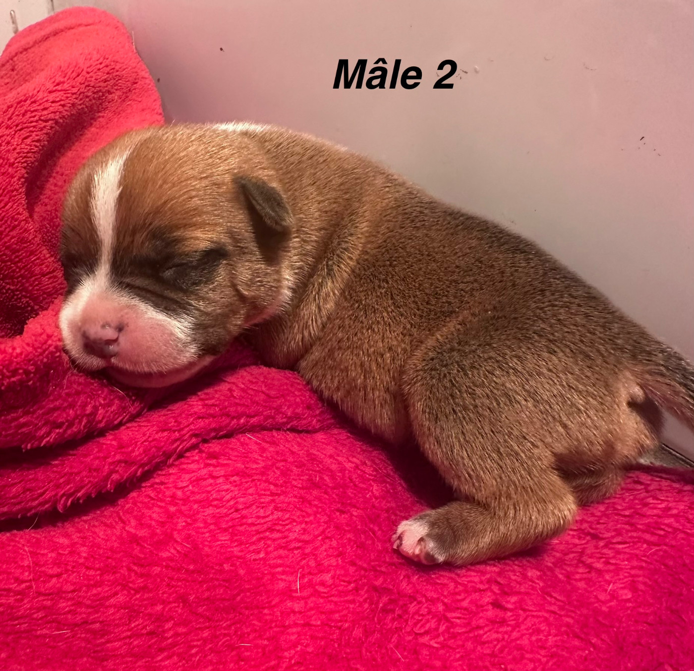 Du Royaume De Babylone - Chiots disponibles - Staffordshire Bull Terrier