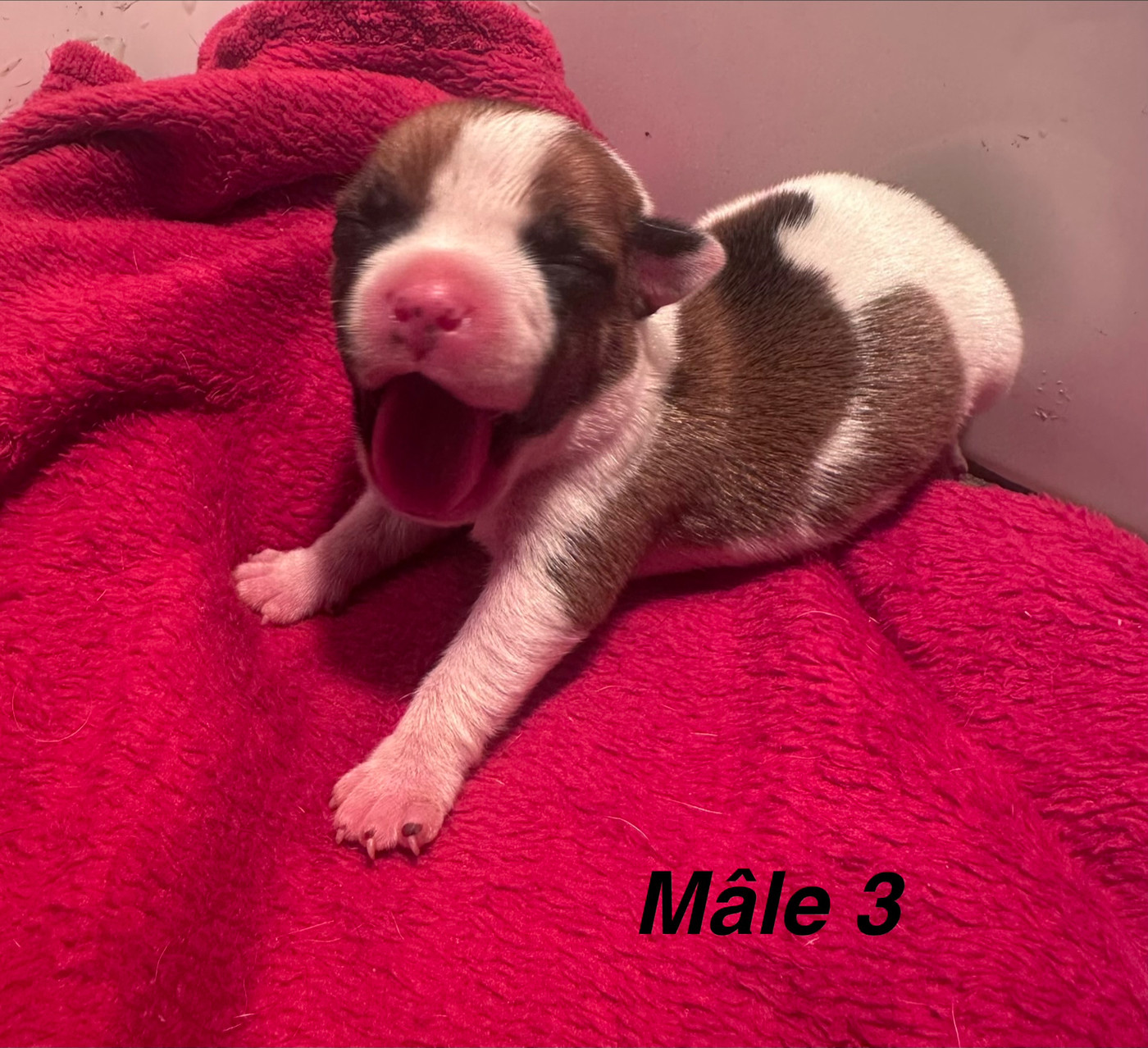 Du Royaume De Babylone - Chiots disponibles - Staffordshire Bull Terrier