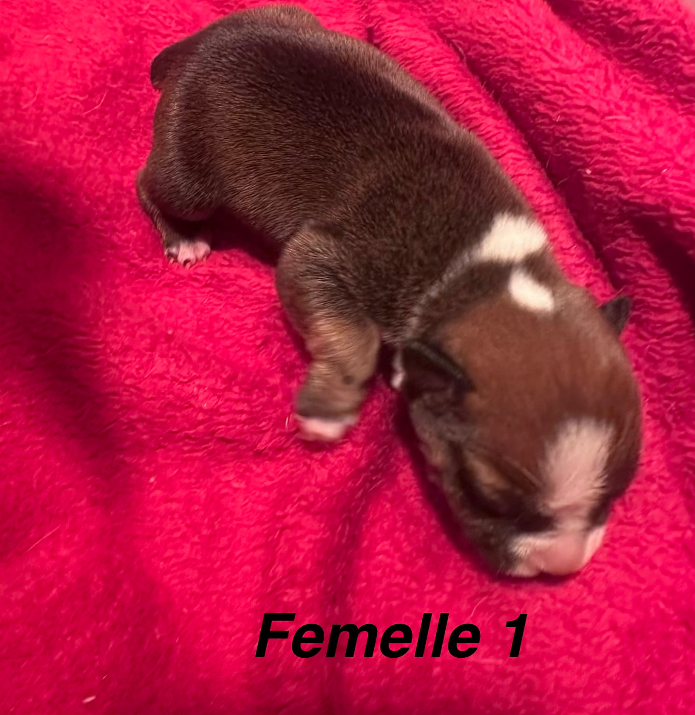 Du Royaume De Babylone - Chiots disponibles - Staffordshire Bull Terrier