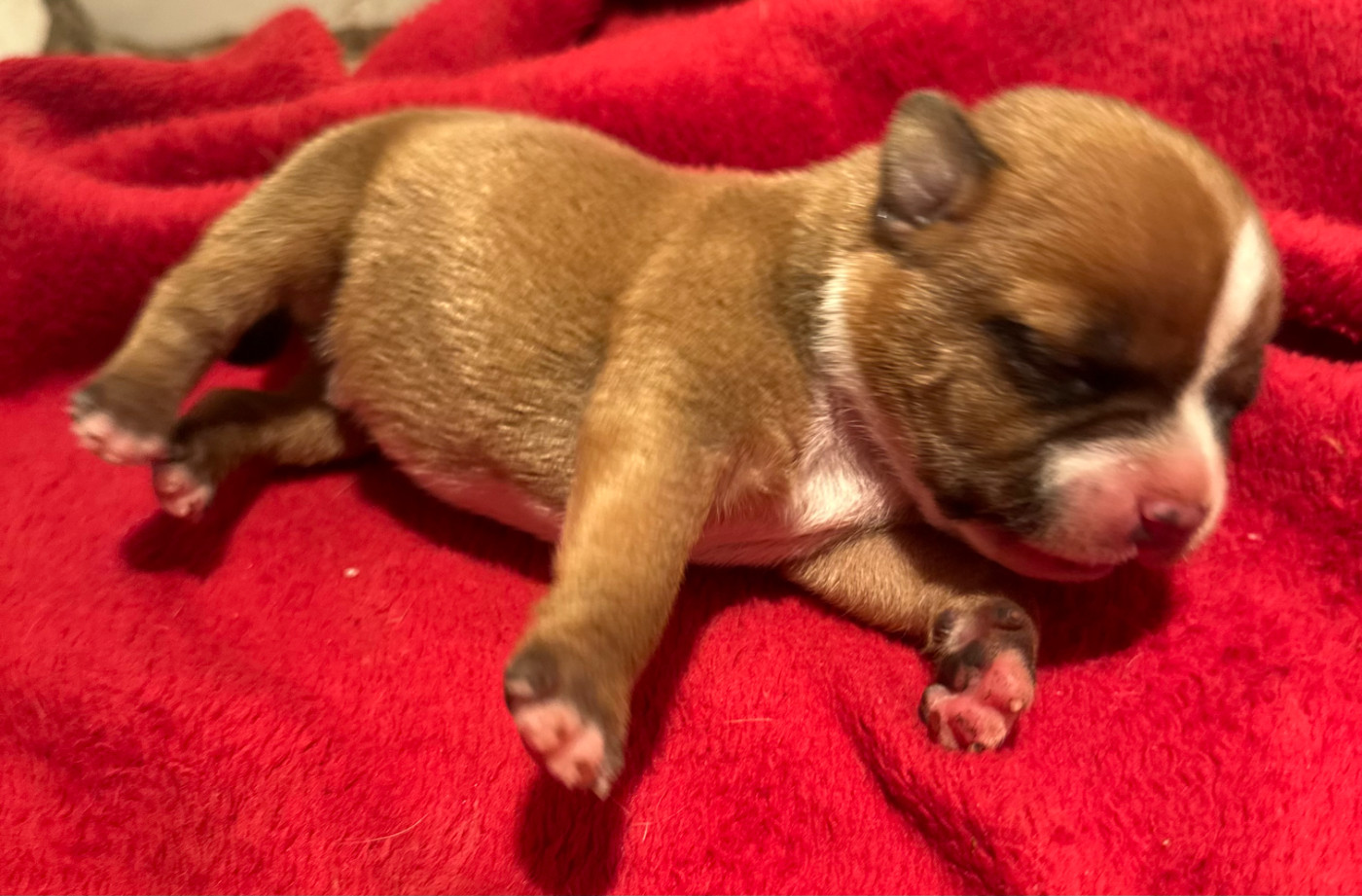 Du Royaume De Babylone - Chiots disponibles - Staffordshire Bull Terrier