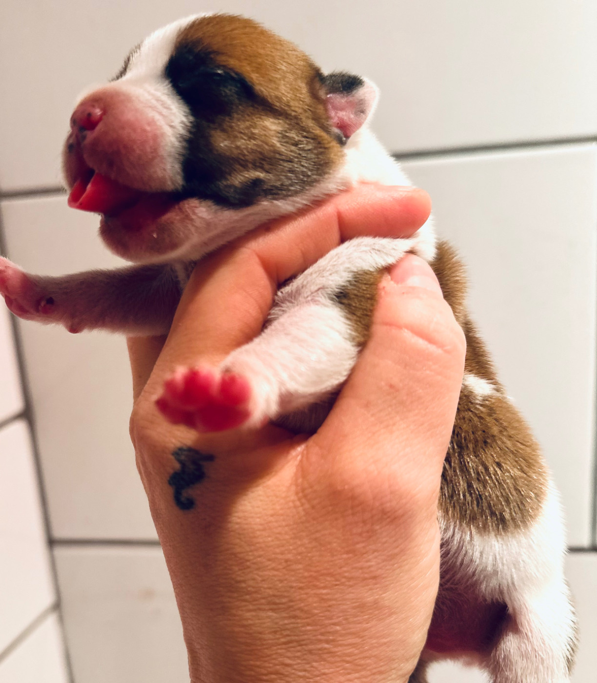 Du Royaume De Babylone - Chiots disponibles - Staffordshire Bull Terrier