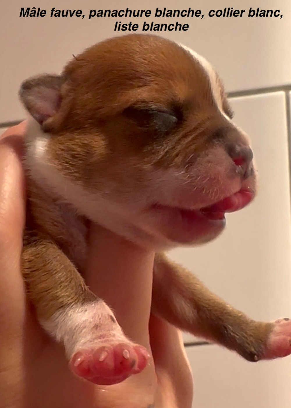 Du Royaume De Babylone - Chiots disponibles - Staffordshire Bull Terrier