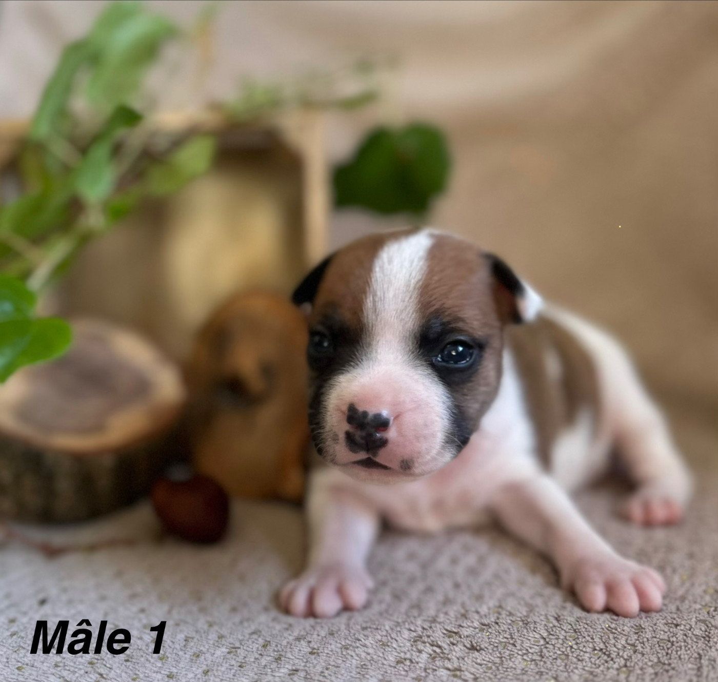 Du Royaume De Babylone - Chiots disponibles - Staffordshire Bull Terrier