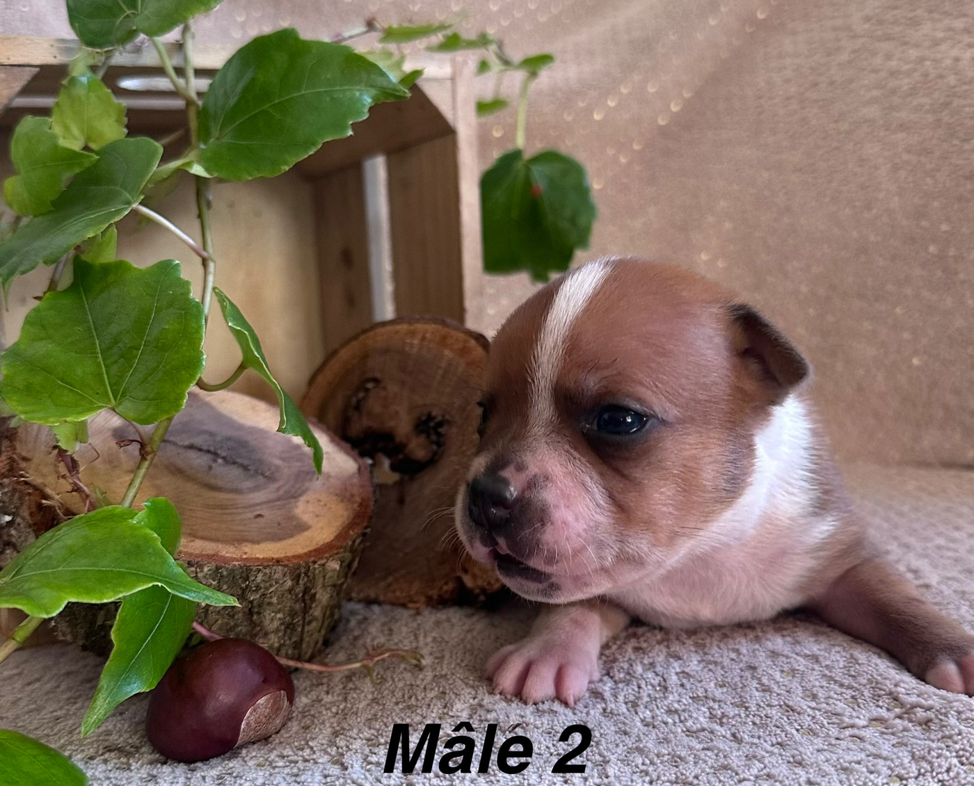 Du Royaume De Babylone - Chiots disponibles - Staffordshire Bull Terrier