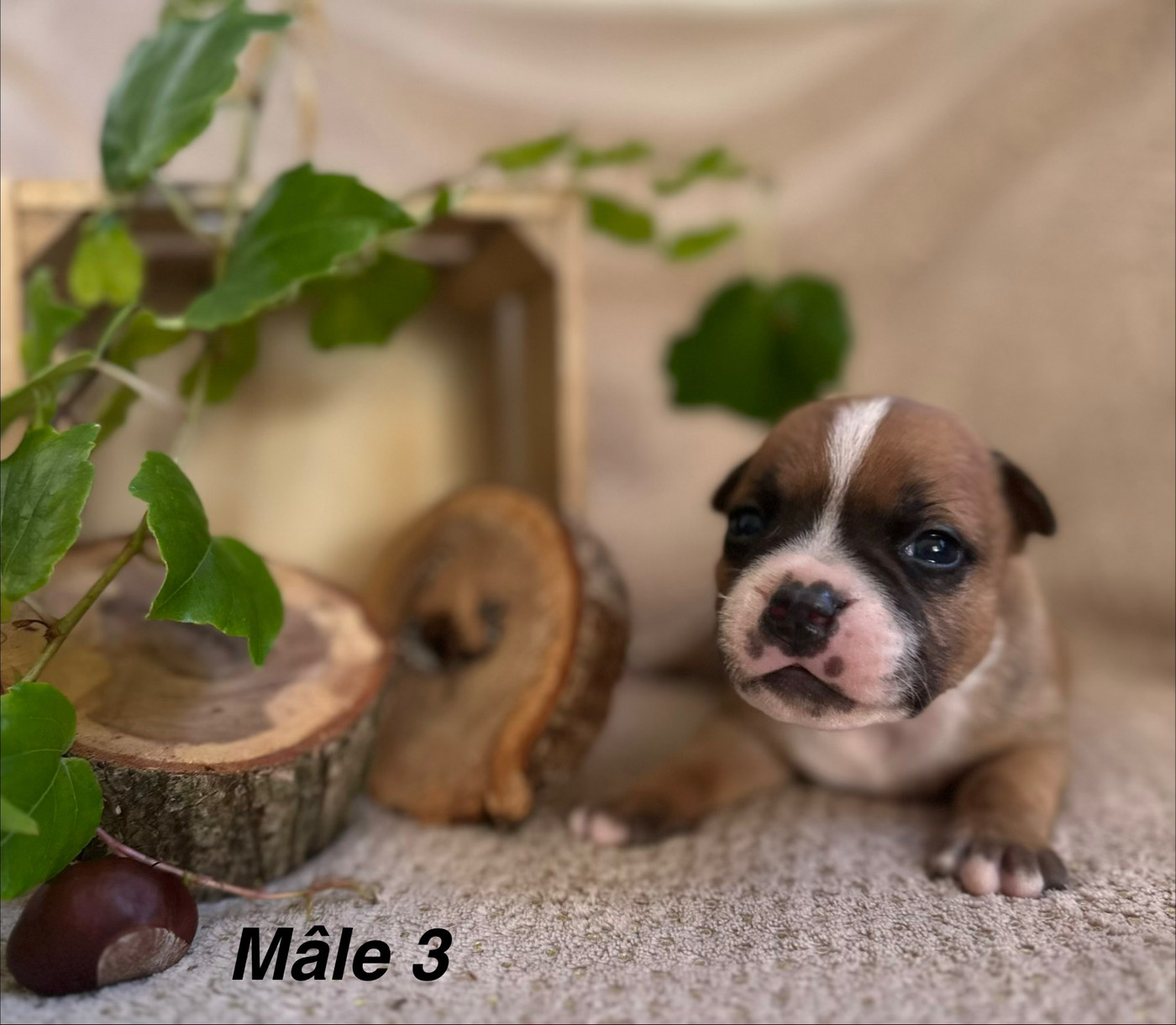 Du Royaume De Babylone - Chiots disponibles - Staffordshire Bull Terrier