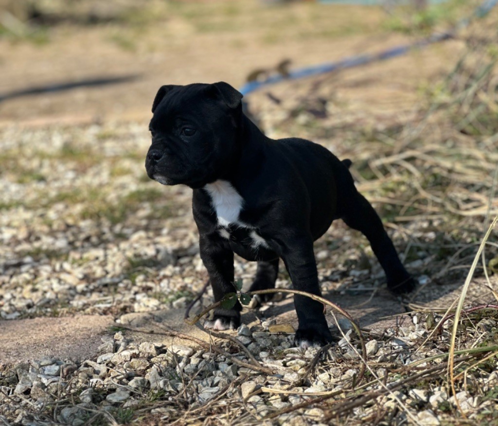 Du Royaume De Babylone - Staffordshire Bull Terrier - Portée née le 19/01/2025
