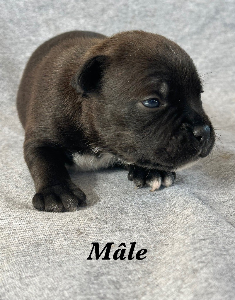 Du Royaume De Babylone - Chiots disponibles - Staffordshire Bull Terrier