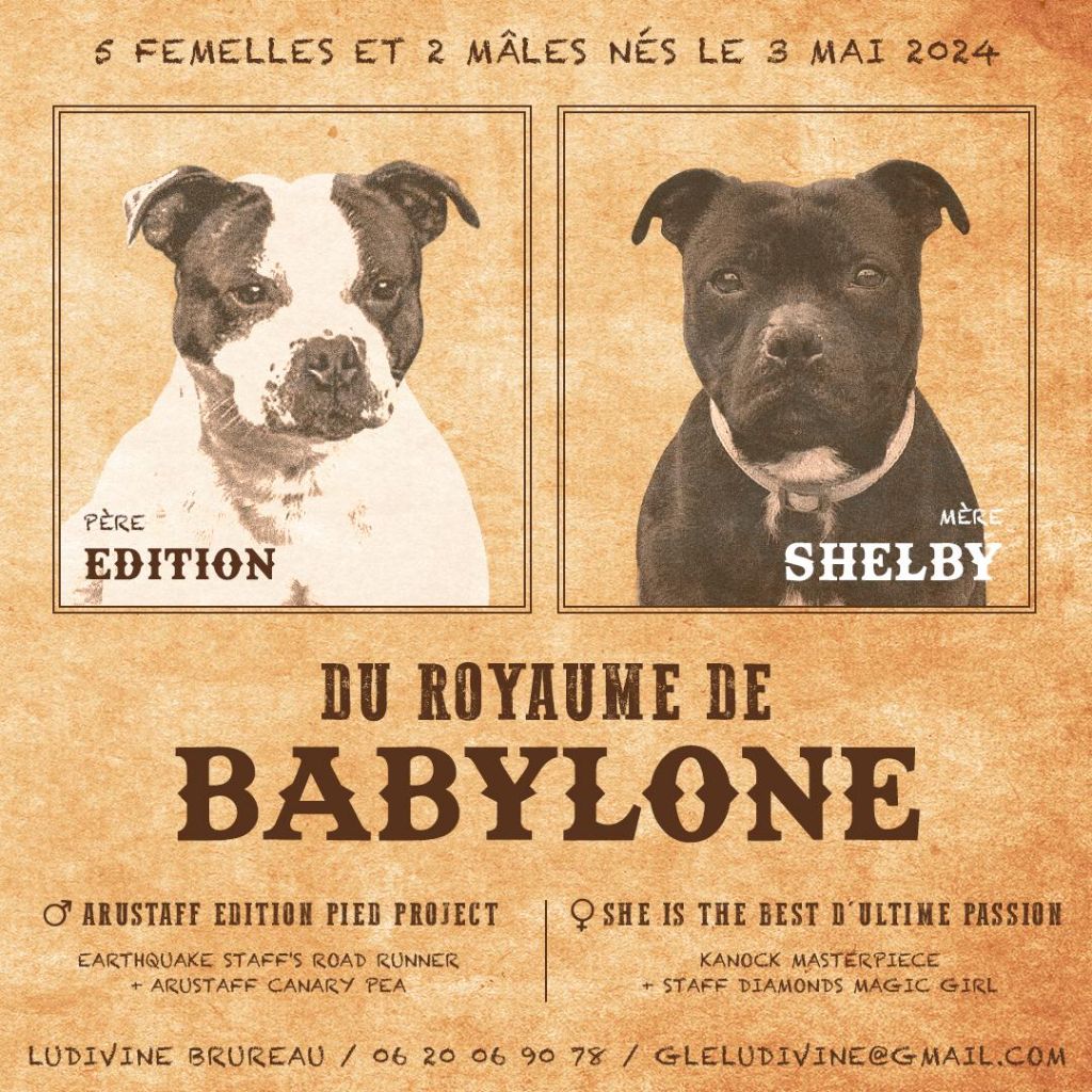 Du Royaume De Babylone - Staffordshire Bull Terrier - Portée née le 03/05/2024