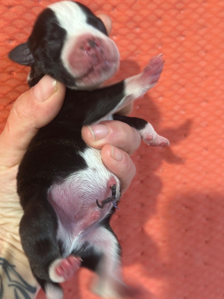 Du Royaume De Babylone - Chiots disponibles - Staffordshire Bull Terrier