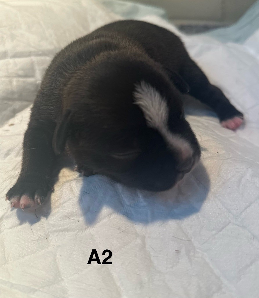 Du Royaume De Babylone - Chiots disponibles - Staffordshire Bull Terrier
