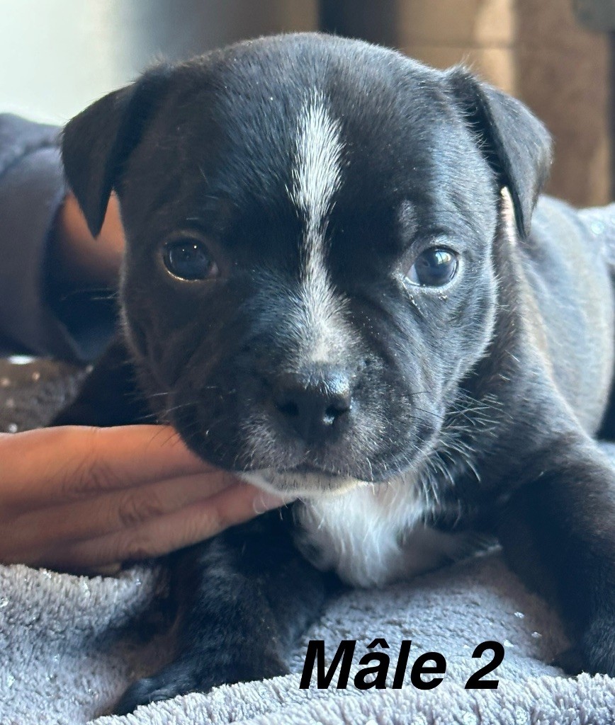 Du Royaume De Babylone - Chiots disponibles - Staffordshire Bull Terrier
