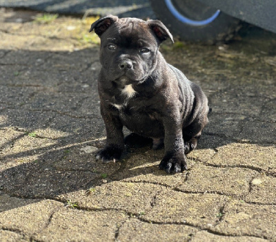 CHIOT 6