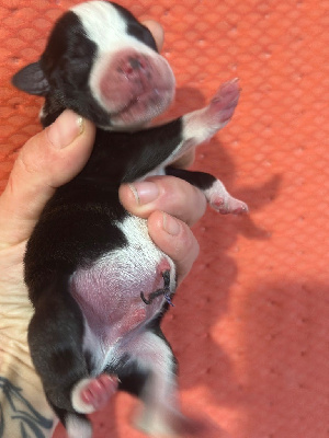 CHIOT 2