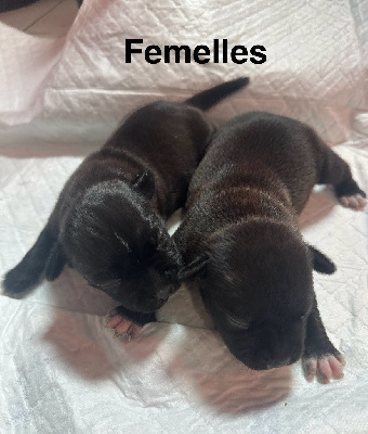 CHIOT 5