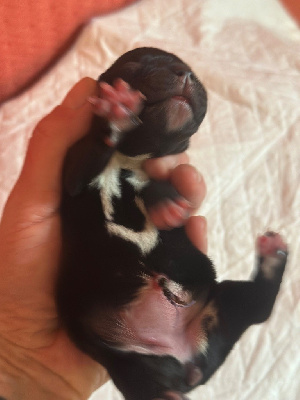 CHIOT 6