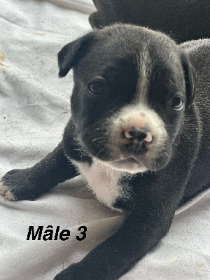 CHIOT 1