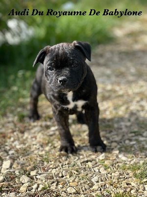 CHIOT 4