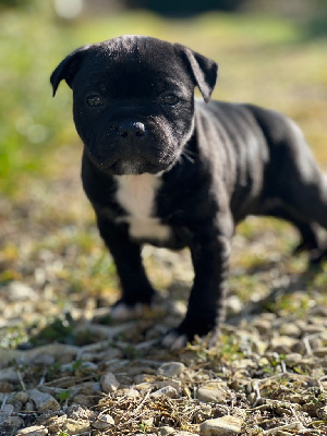 CHIOT 5