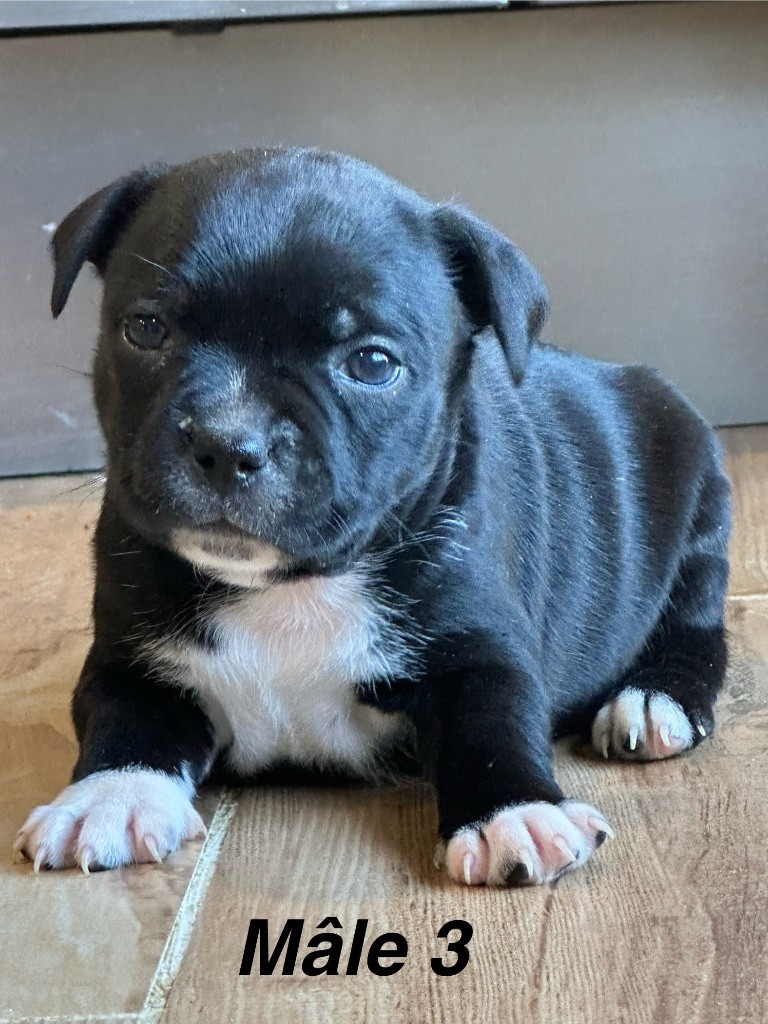 Du Royaume De Babylone - Chiots disponibles - Staffordshire Bull Terrier