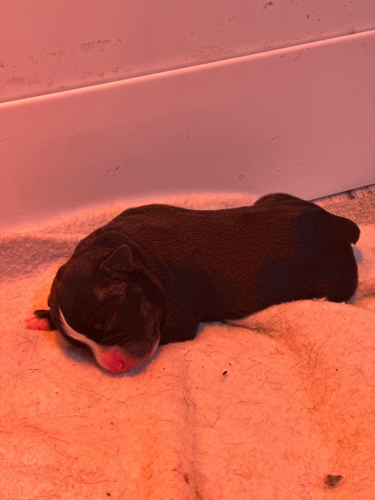 Du Royaume De Babylone - Chiots disponibles - Staffordshire Bull Terrier