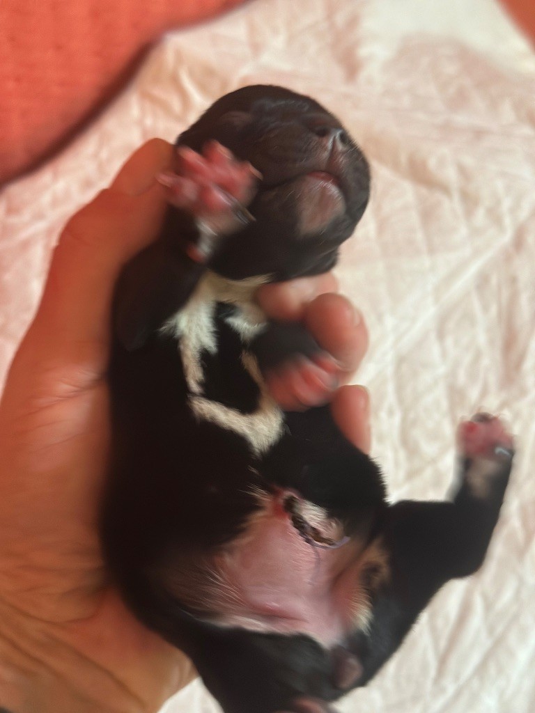 Du Royaume De Babylone - Chiots disponibles - Staffordshire Bull Terrier