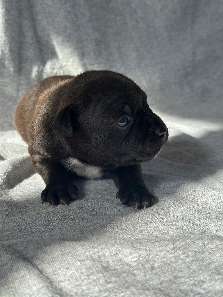 Du Royaume De Babylone - Chiots disponibles - Staffordshire Bull Terrier