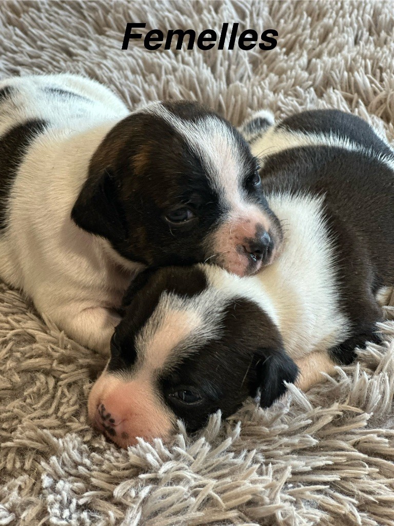 Du Royaume De Babylone - Chiots disponibles - Staffordshire Bull Terrier