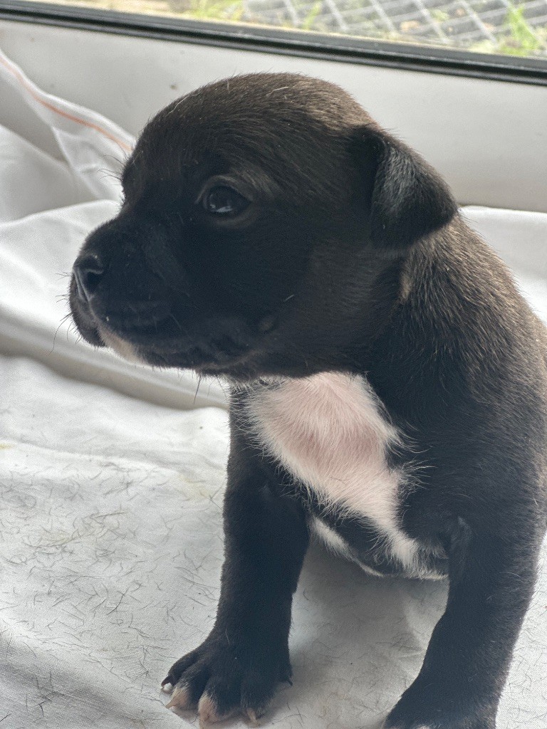 Du Royaume De Babylone - Chiots disponibles - Staffordshire Bull Terrier